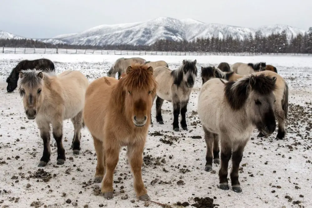 pole-of-cold-oymyakon-the-coldest-inhabited-place-on-earth