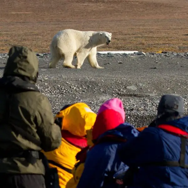 Wrangel Island Cruise - A Frontier of Adventure Cruising